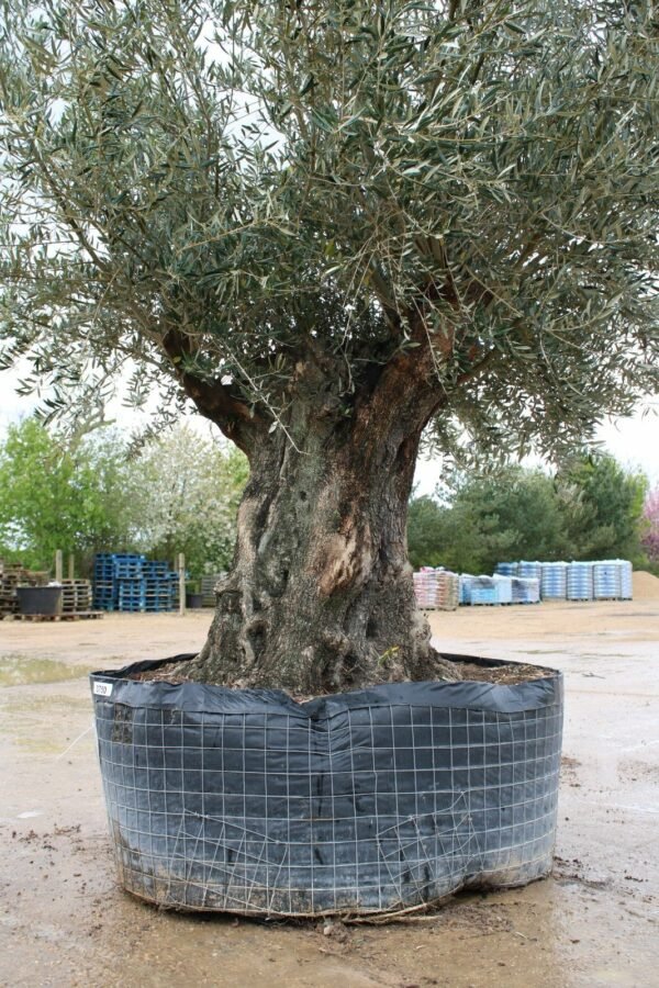 100 150 Hojiblanco Olive Tree 241 (1)