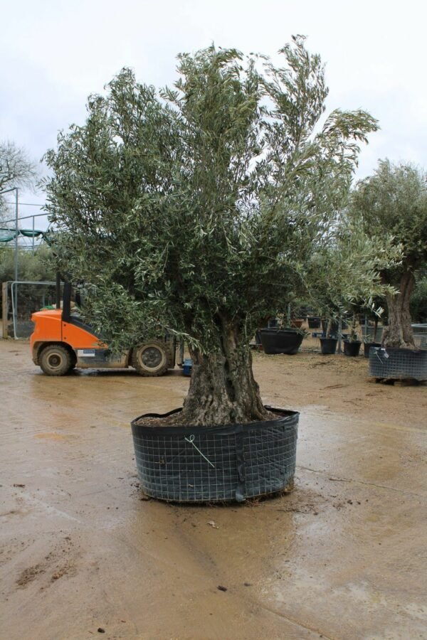 100 150 Hojiblanco Olive Tree 241 (2)