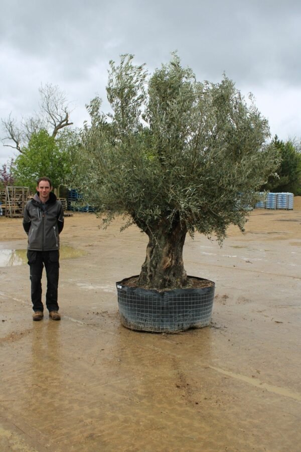 100 150 Hojiblanco Olive Tree 241 (3)