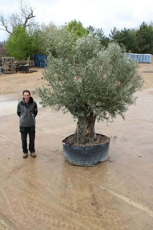 100 150 Hojiblanco Olive Tree 241 (4)