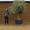 285lt Hojiblanco Olive Tree 289 (2)