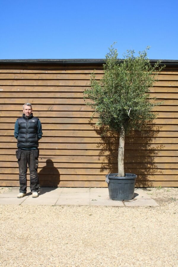 30 40 Top Worked Olive Tree 200 (1)