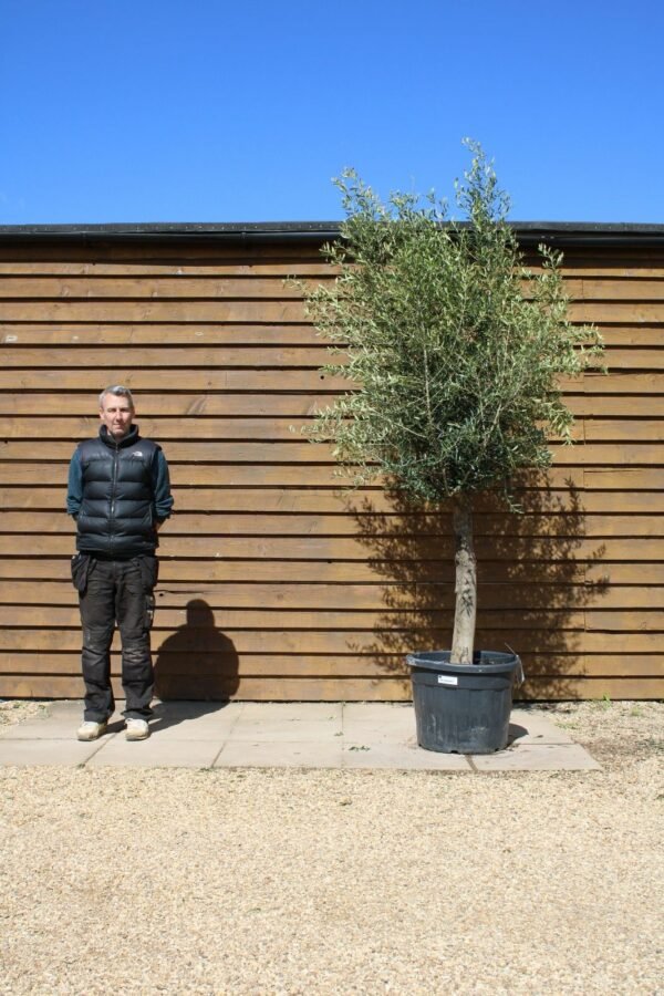 30 40 Top Worked Olive Tree 200 (2)