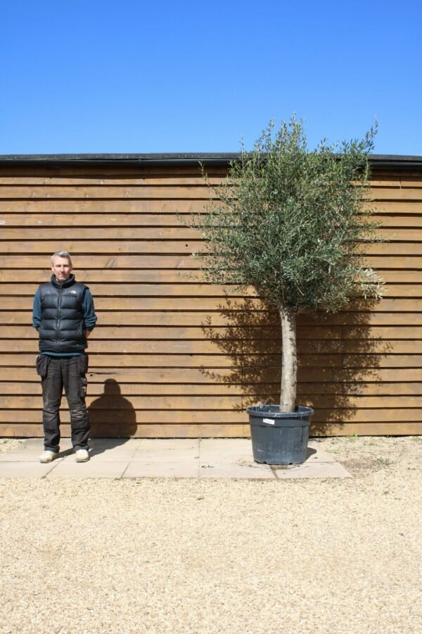 30 40 Top Worked Olive Tree 210 (1)