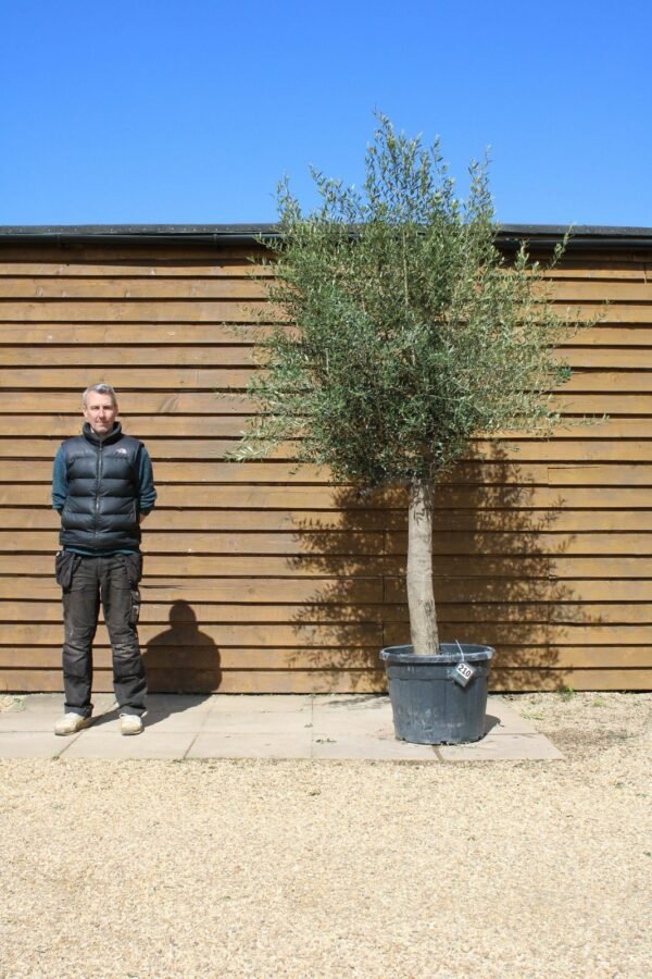 30 40 Top Worked Olive Tree 210 (2)