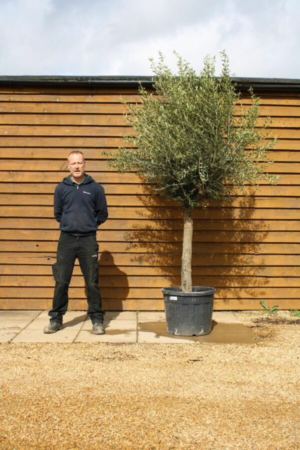 30 40 Top Worked Olive Tree 245 (1)