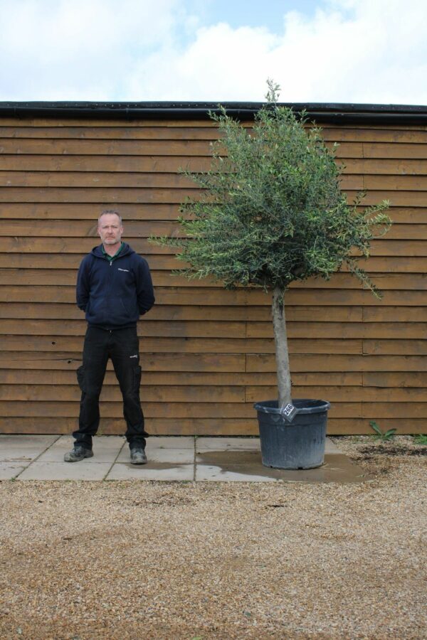 30 40 Top Worked Olive Tree 266 (1)