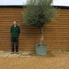 55 75 Multi Stem Olive Tree 121 (2)