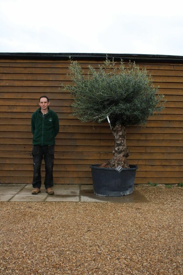 80 100 Bonsai Olive Tree 286 (1)