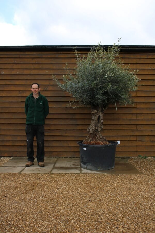80 100 Bonsai Olive Tree 286 (2)