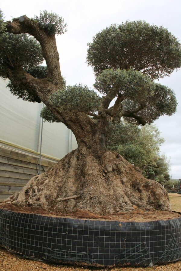 Ancient Cloud Olive Tree L-1296 (4)
