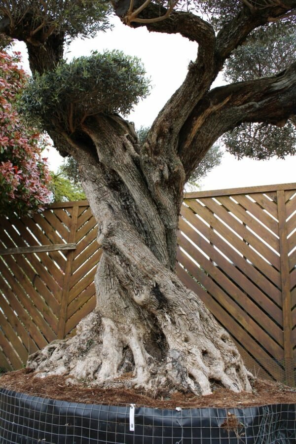 Ancient Cloud Olive Tree L-1311 (2)