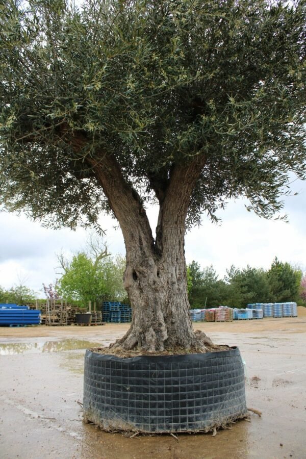 Ancient Double Trunk Olive Tree 258 (1)