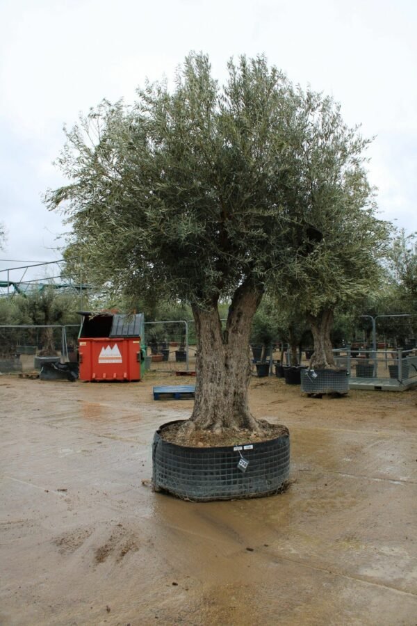 Ancient Double Trunk Olive Tree 258 (2)