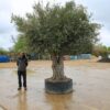 Ancient Double Trunk Olive Tree 258 (3)