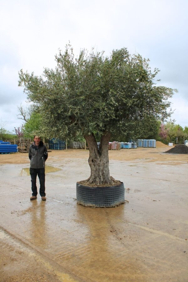 Ancient Double Trunk Olive Tree 258 (3)