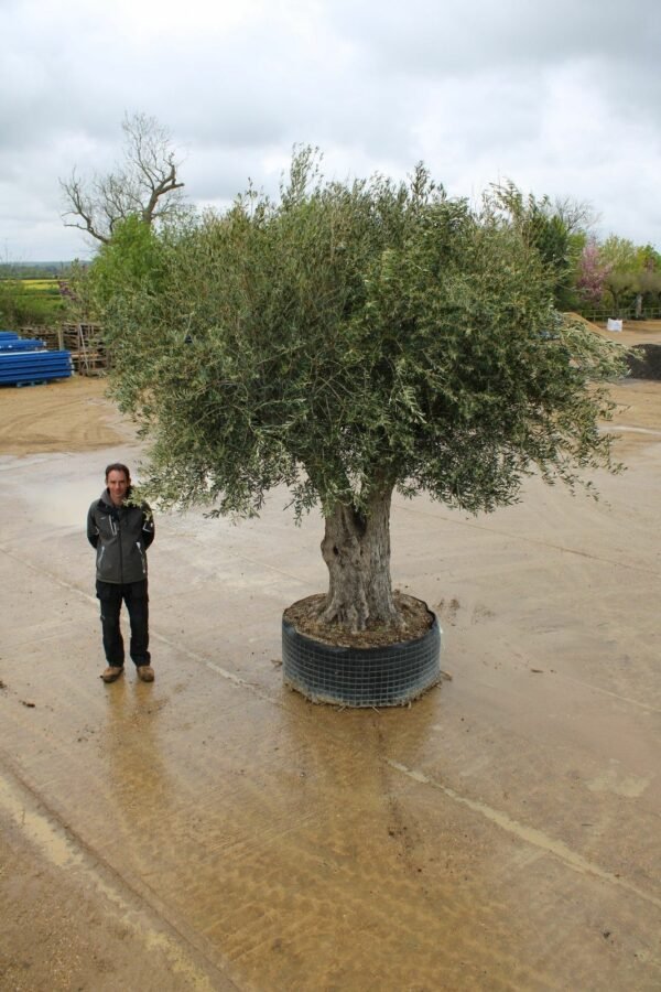 Ancient Double Trunk Olive Tree 258 (4)