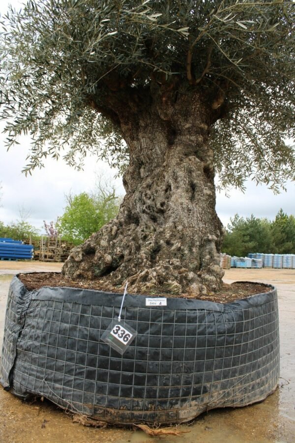 Ancient Thick Trunk Hojiblanco Olive Tree 336 (1)