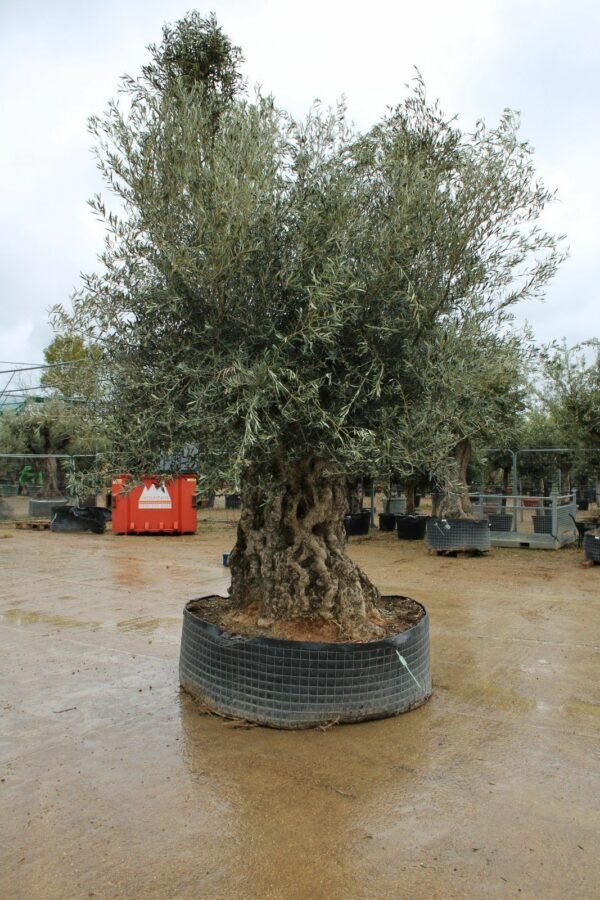 Ancient Thick Trunk Hojiblanco Olive Tree 336 (2)
