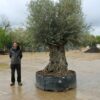 Ancient Thick Trunk Hojiblanco Olive Tree 336 (3)