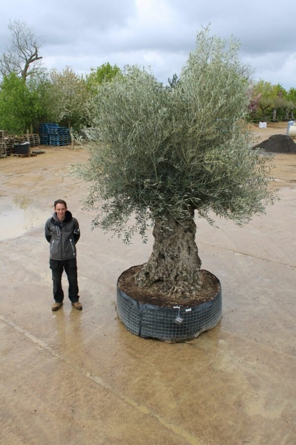 Ancient Thick Trunk Hojiblanco Olive Tree 336 (4)