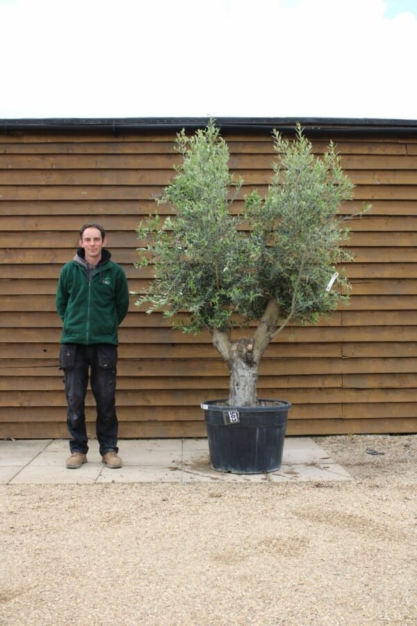 Arbequinia Olive Tree 503 (1)