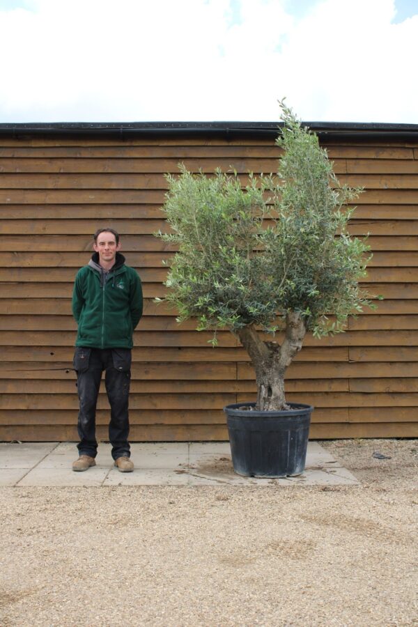 Arbequinia Olive Tree 503 (2)