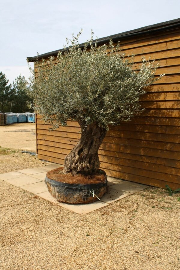 Caged Ancient Olive Tree 172 (1)