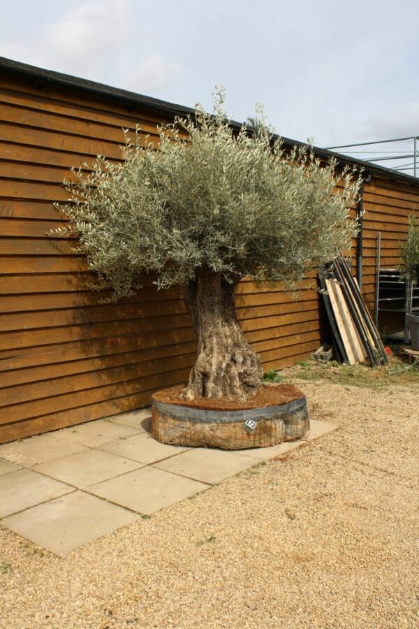 Caged Ancient Olive Tree 172 (2)