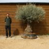 Caged Ancient Olive Tree 172 (3)