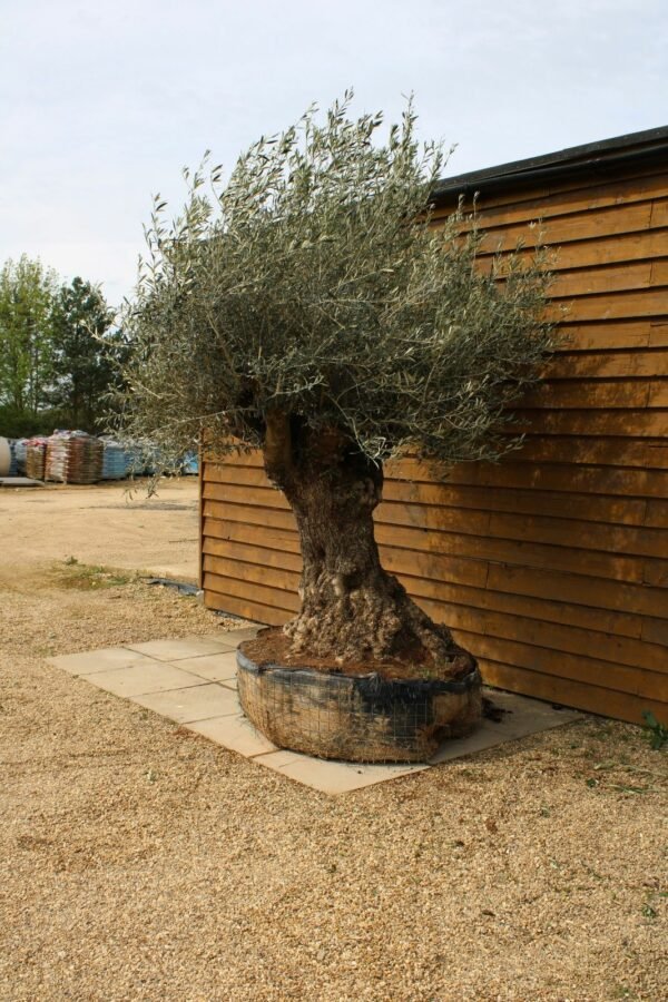 Caged Ancient Olive Tree 191 (1)