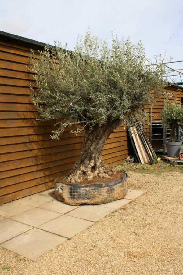 Caged Ancient Olive Tree 191 (2)