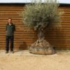 Caged Ancient Olive Tree 191 (3)