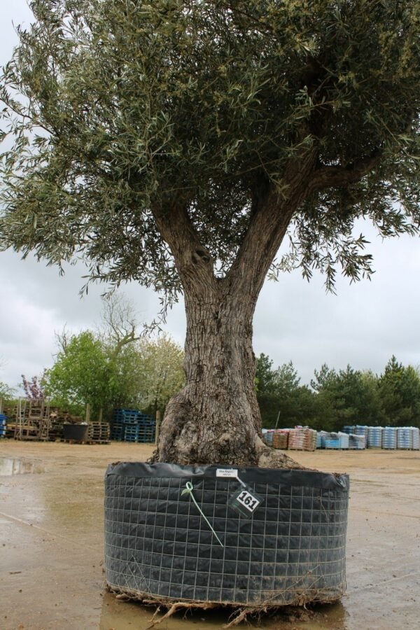 Caged Double Trunk Olive Tree 161 (1)