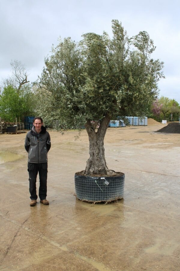 Caged Double Trunk Olive Tree 161 (2)