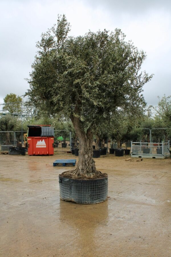 Caged Double Trunk Olive Tree 161 (3)