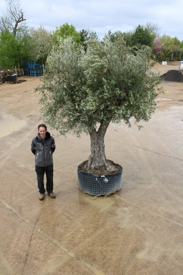 Caged Double Trunk Olive Tree 161 (4)