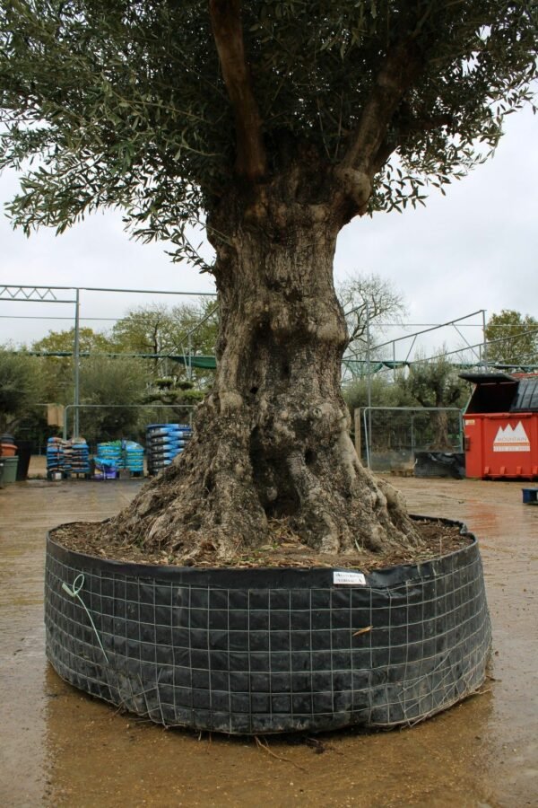 Caged Verdial Olive Tree 105 (1)