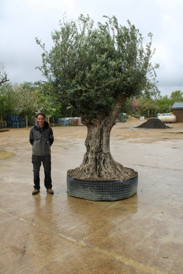 Caged Verdial Olive Tree 105 (2)