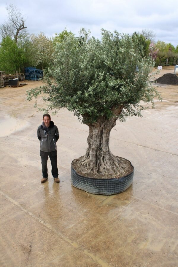 Caged Verdial Olive Tree 105 (3)