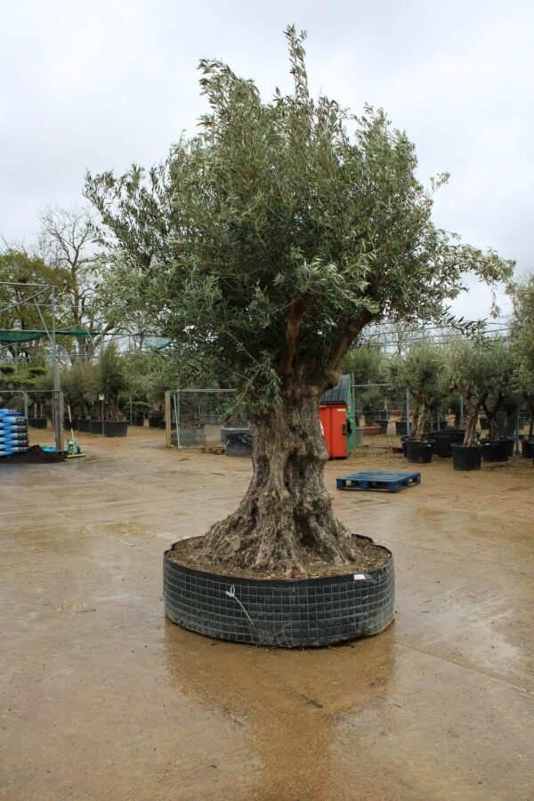 Caged Verdial Olive Tree 105 (4)