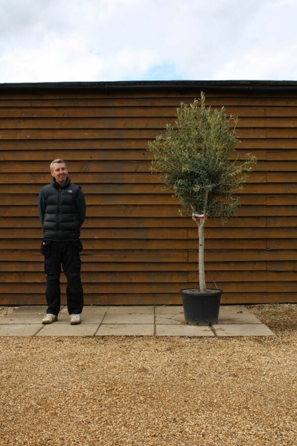 Chelsea Olive Tree 230 (1)