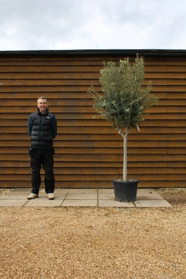 Chelsea Olive Tree 370 (1)