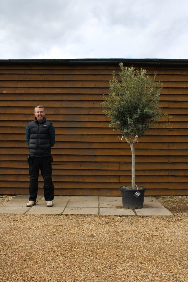 Chelsea Olive Tree 370 (2)