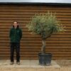 Compact Multi Stem Olive Tree 176 (2)