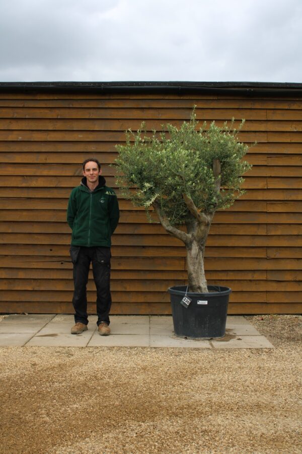 Compact Multi Stem Olive Tree 330 (1)