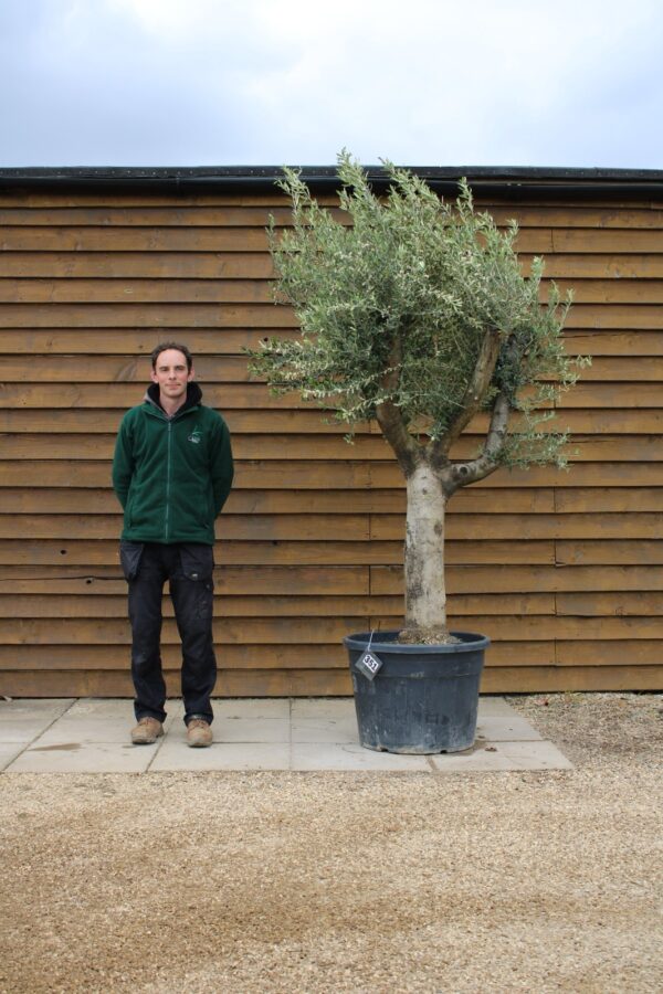 Compact Multi Stem Olive Tree 351 (2)