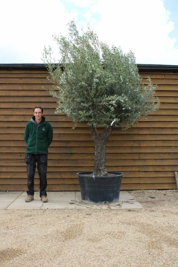 Gnarled Picual Olive Tree 514 (1)