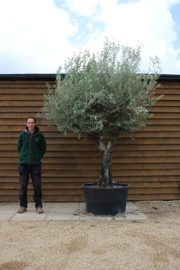 Gnarled Picual Olive Tree 514 (2)