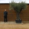 Hornachuelos Olive Tree 123 (1)